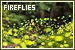 fireflies